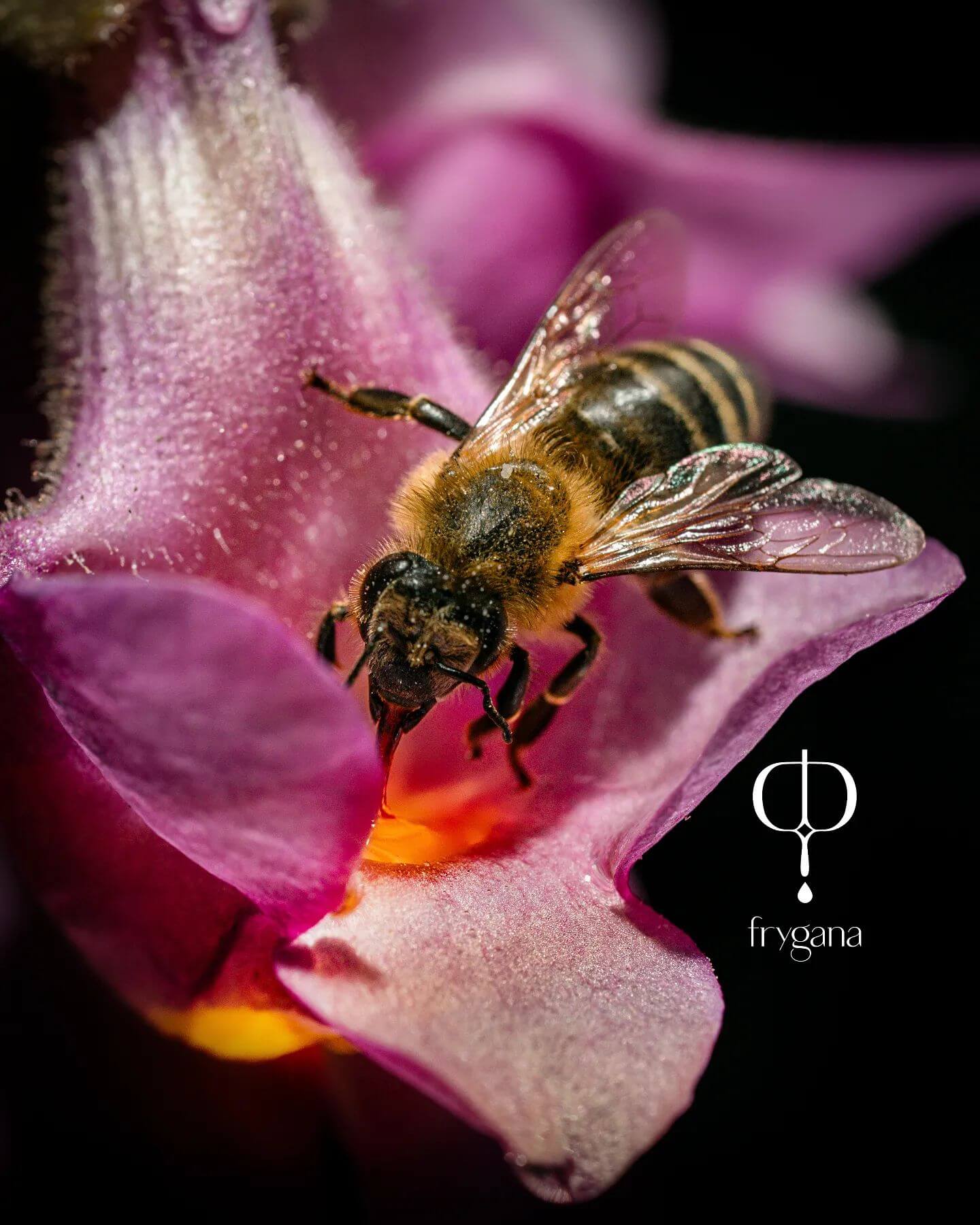 Bee Pollen | Frygana Bee Pollen | Frygana