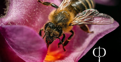 Bee Pollen | Frygana