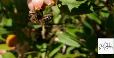 θάλλω Φωτογραφία 1