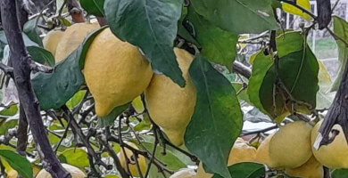 LEMONADE OF ANDROS , bottle 1.5 lt pet. Photo 