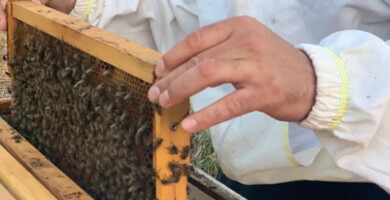 ΜΕΛΙΣΥΡΟΣ Φωτογραφία 4