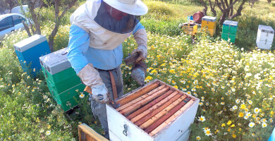ΜΕΝΔΡΙΝΟΣ ΝΙΚΟΣ  ΜΕΛΙ ΣΧΟΙΝΟΥΣΑΣ Φωτογραφία 2