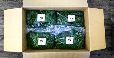 Fresh Rock Samphire Photo  Fresh Rock Samphire Photo