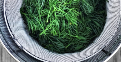 Fresh Rock Samphire Photo  Fresh Rock Samphire Photo